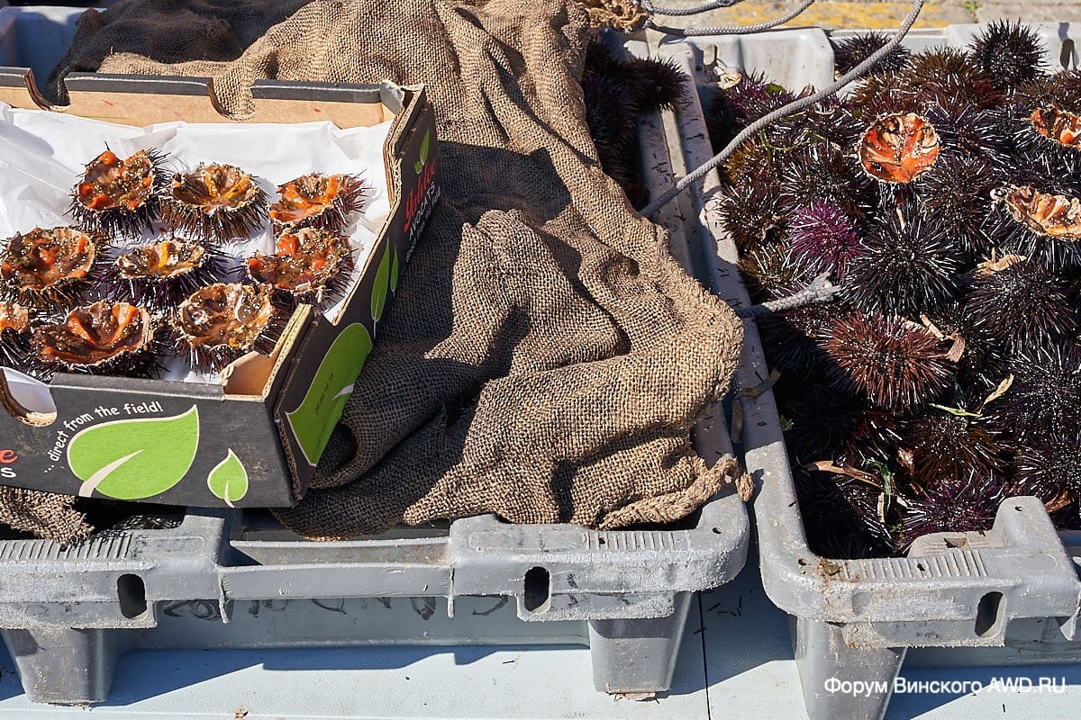 Еда на Корсике, что попробовать