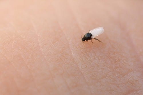 Песчаные мухи (Sandfly) на пляжах Азии